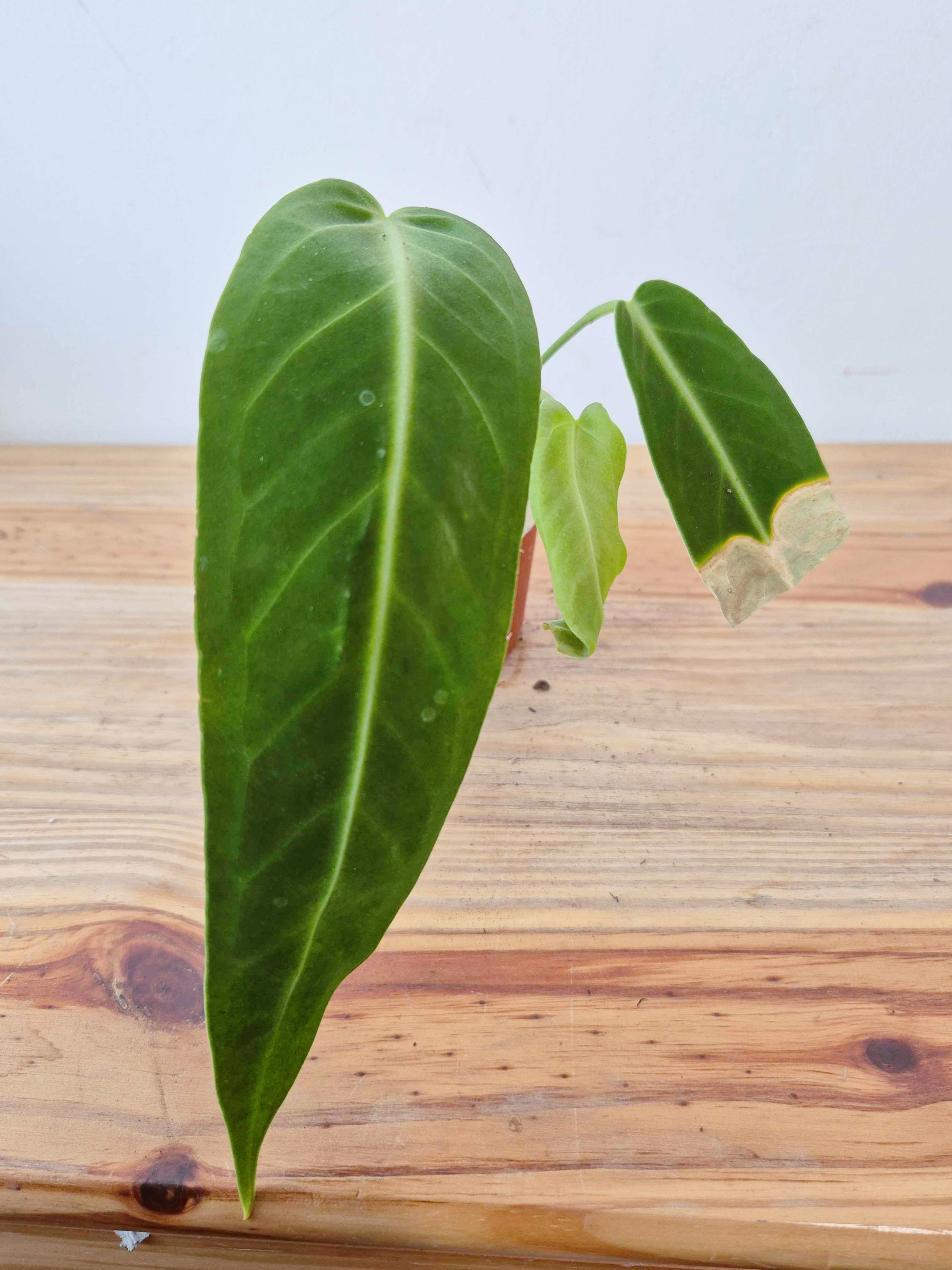 Anthurium warocqueanum - IMPARFAITE