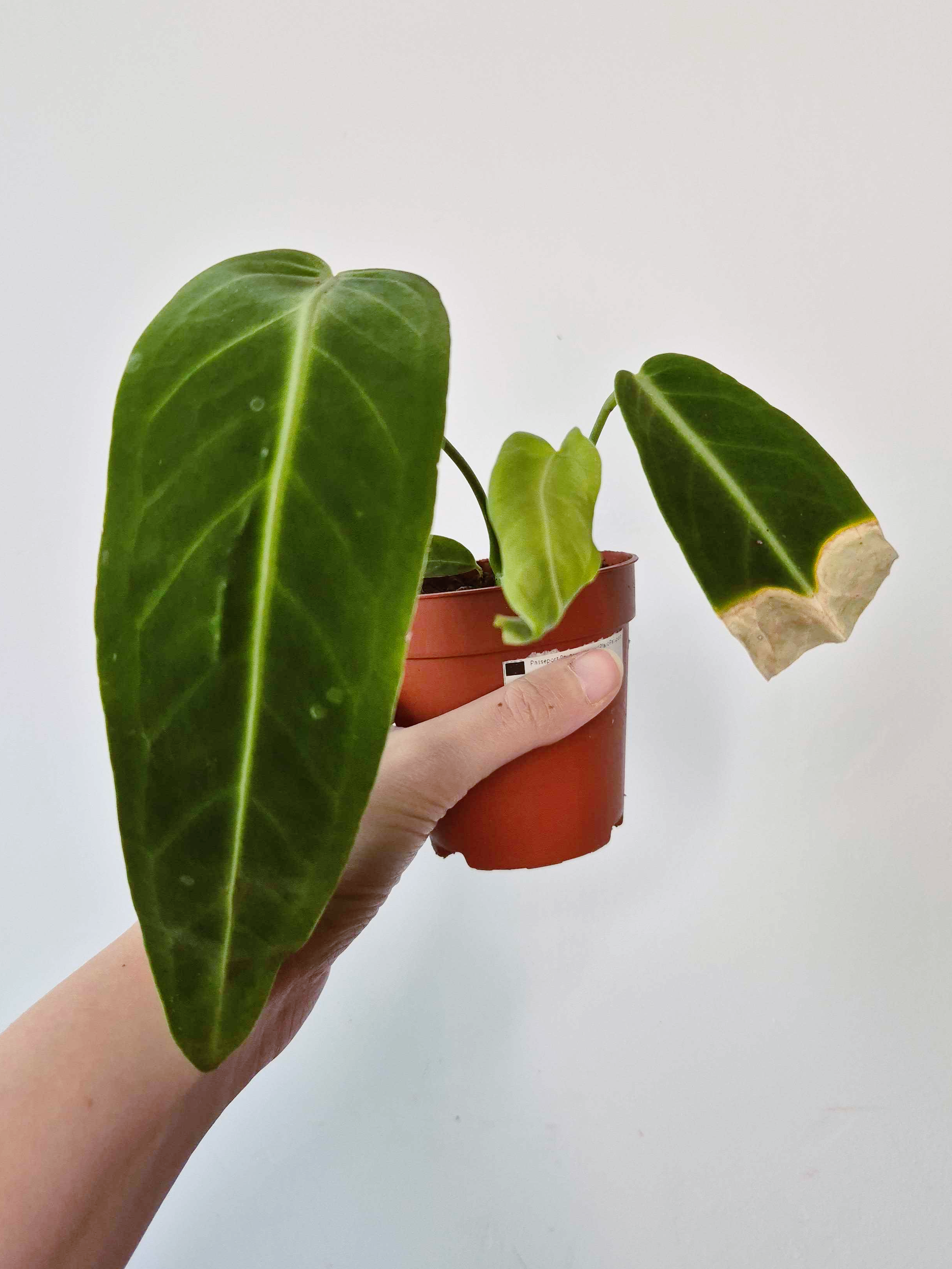 Anthurium warocqueanum - IMPARFAITE