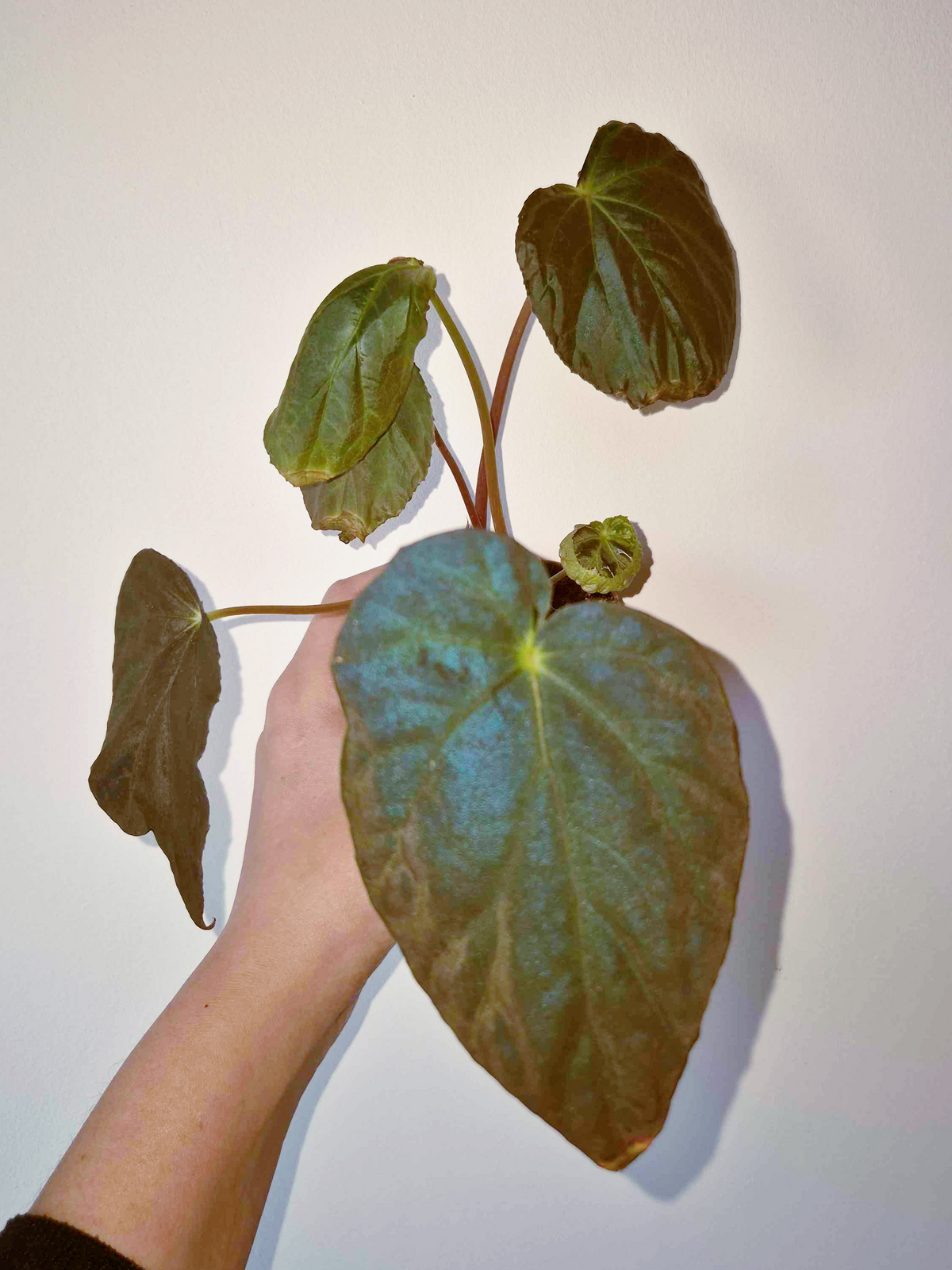 Begonia pavonina - IMPARFAITE
