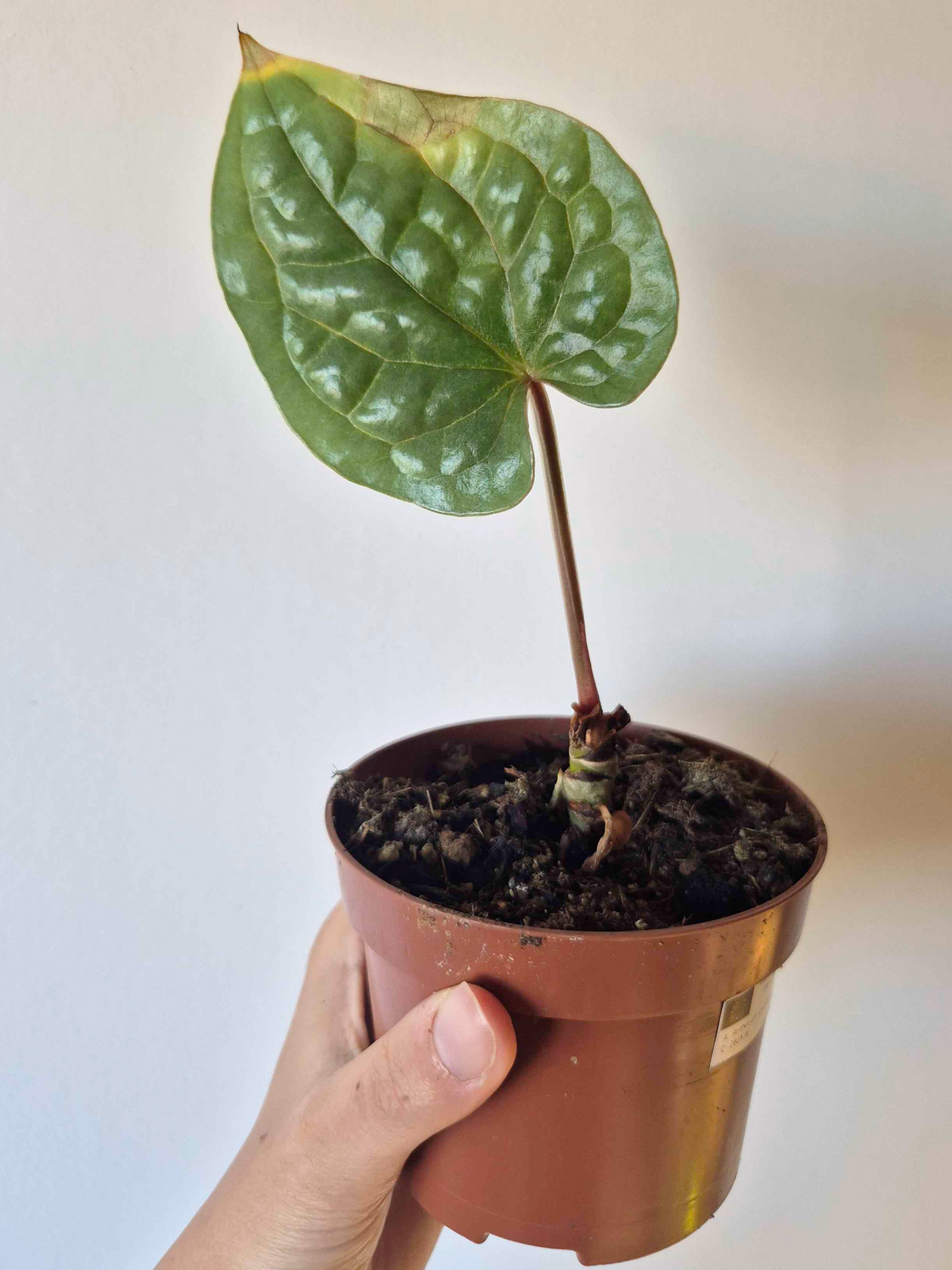 Anthurium luxurians - IMPARFAITE