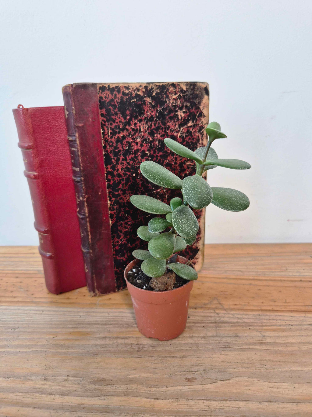 Crassula ovata