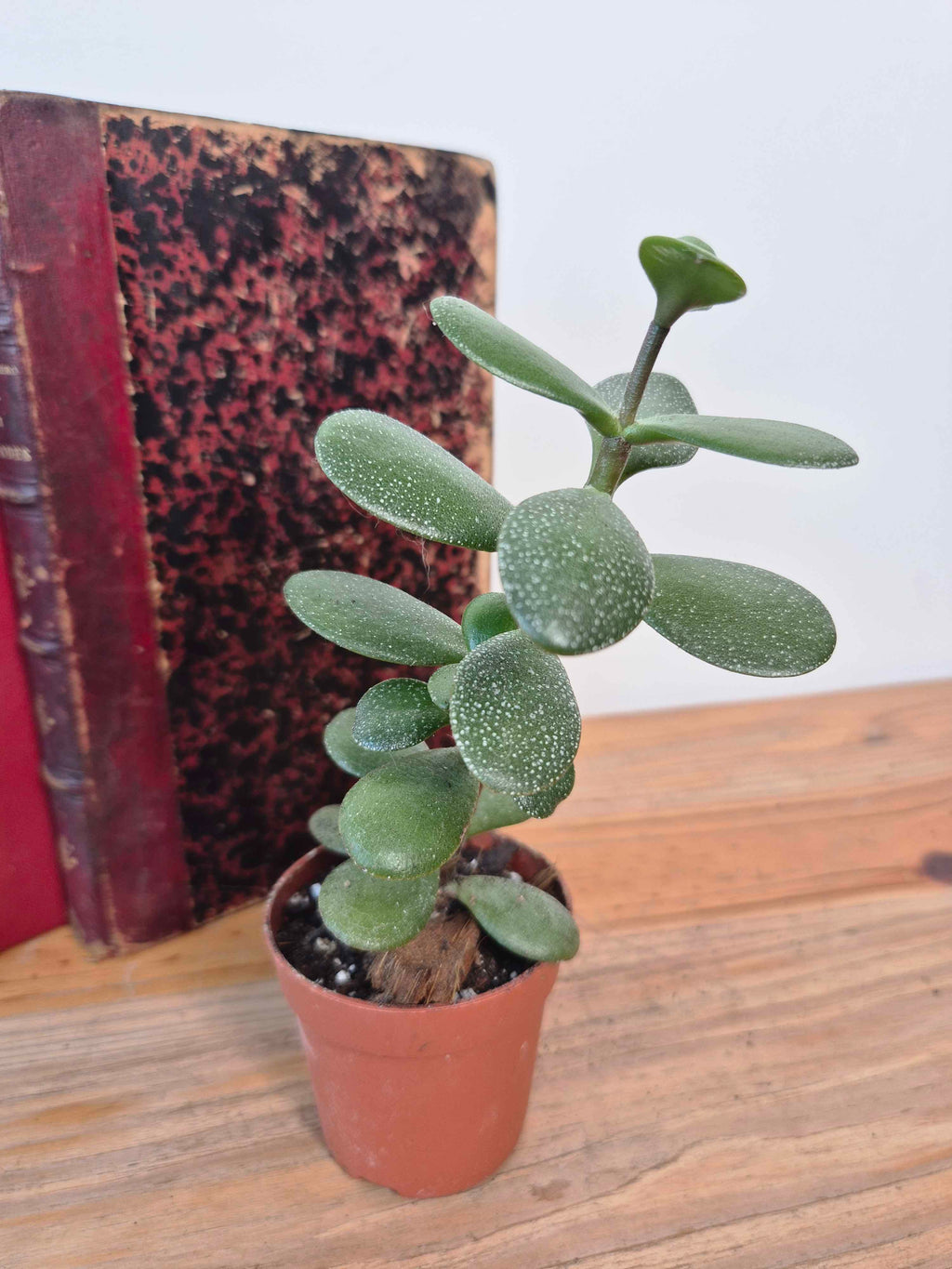 Crassula ovata