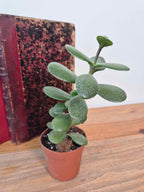 Crassula ovata