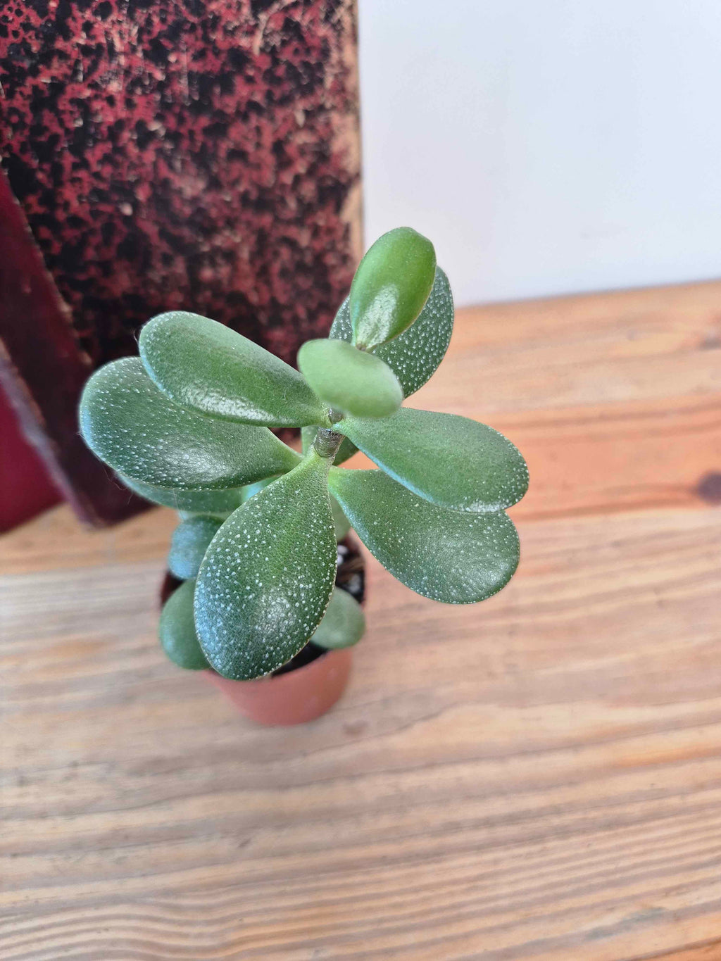 Crassula ovata