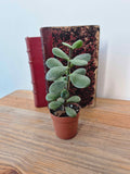 Crassula ovata