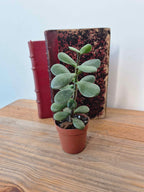 Crassula ovata