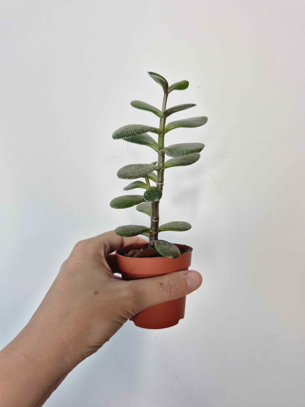 Crassula ovata