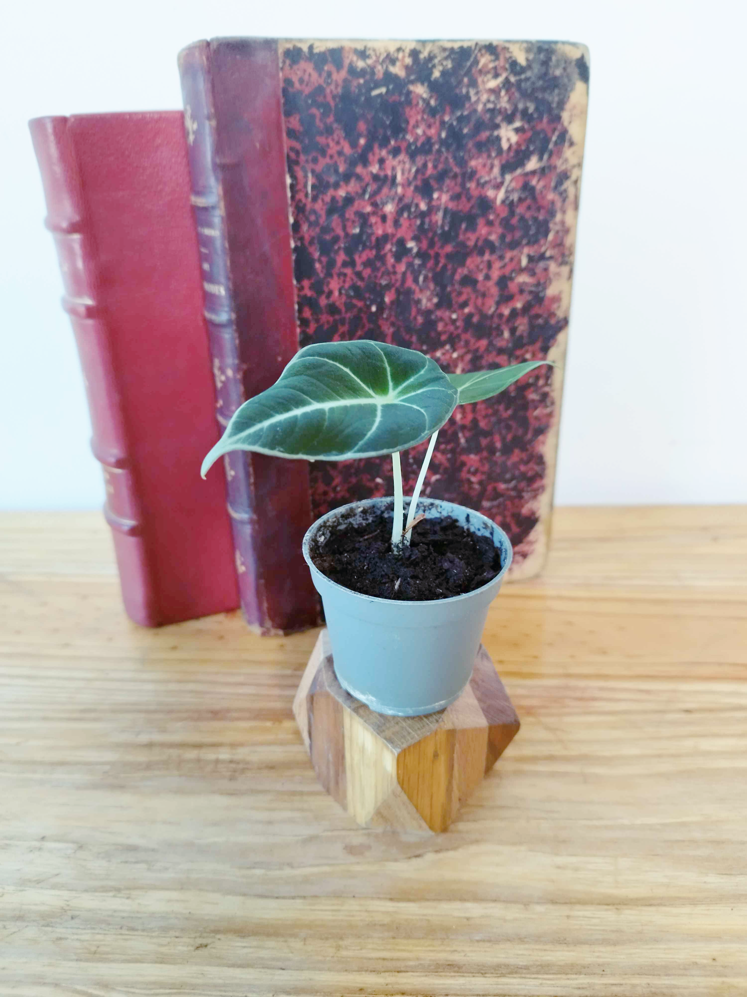 Alocasia reginula 'Black Velvet'