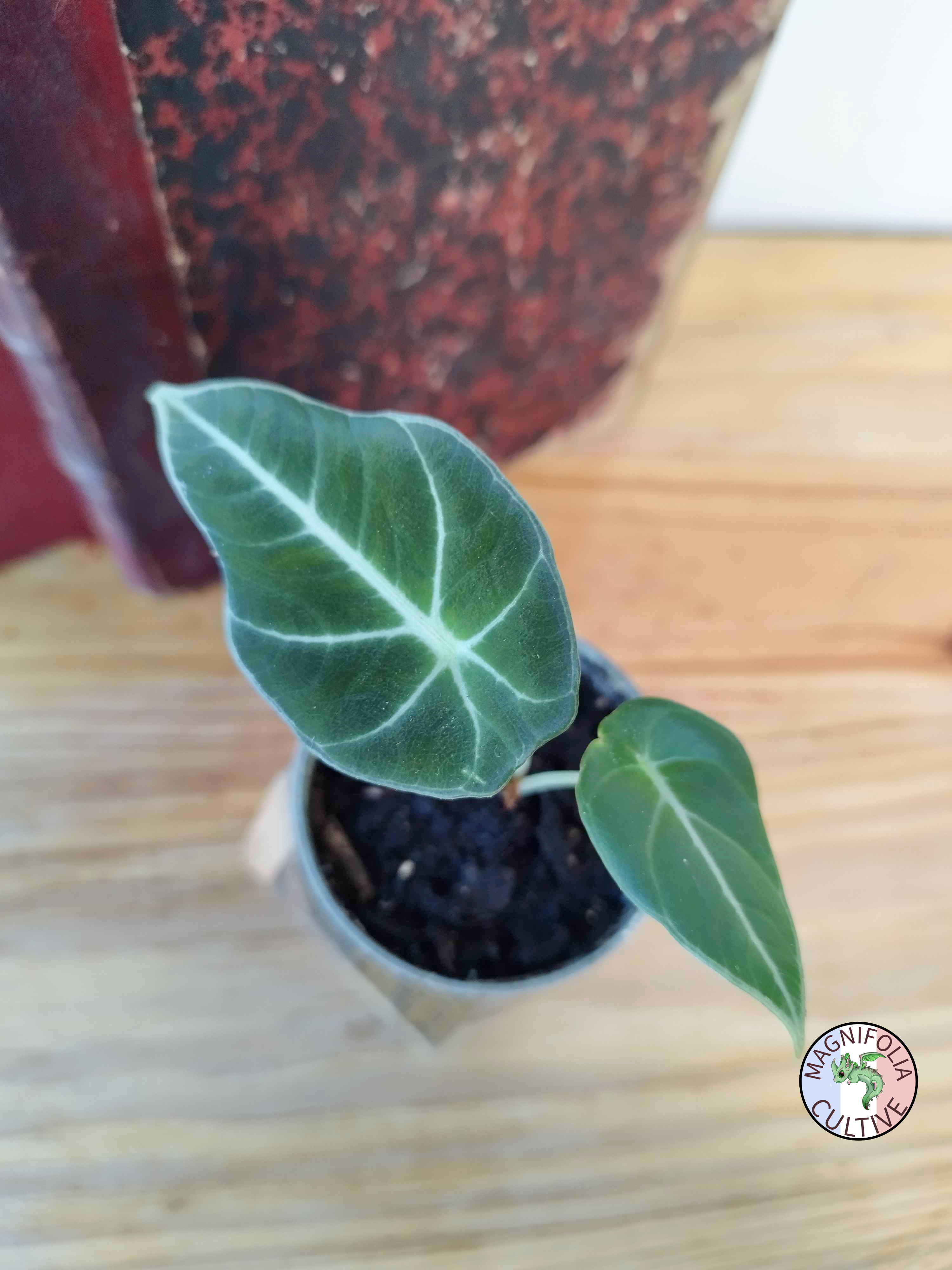 Alocasia reginula 'Black Velvet'