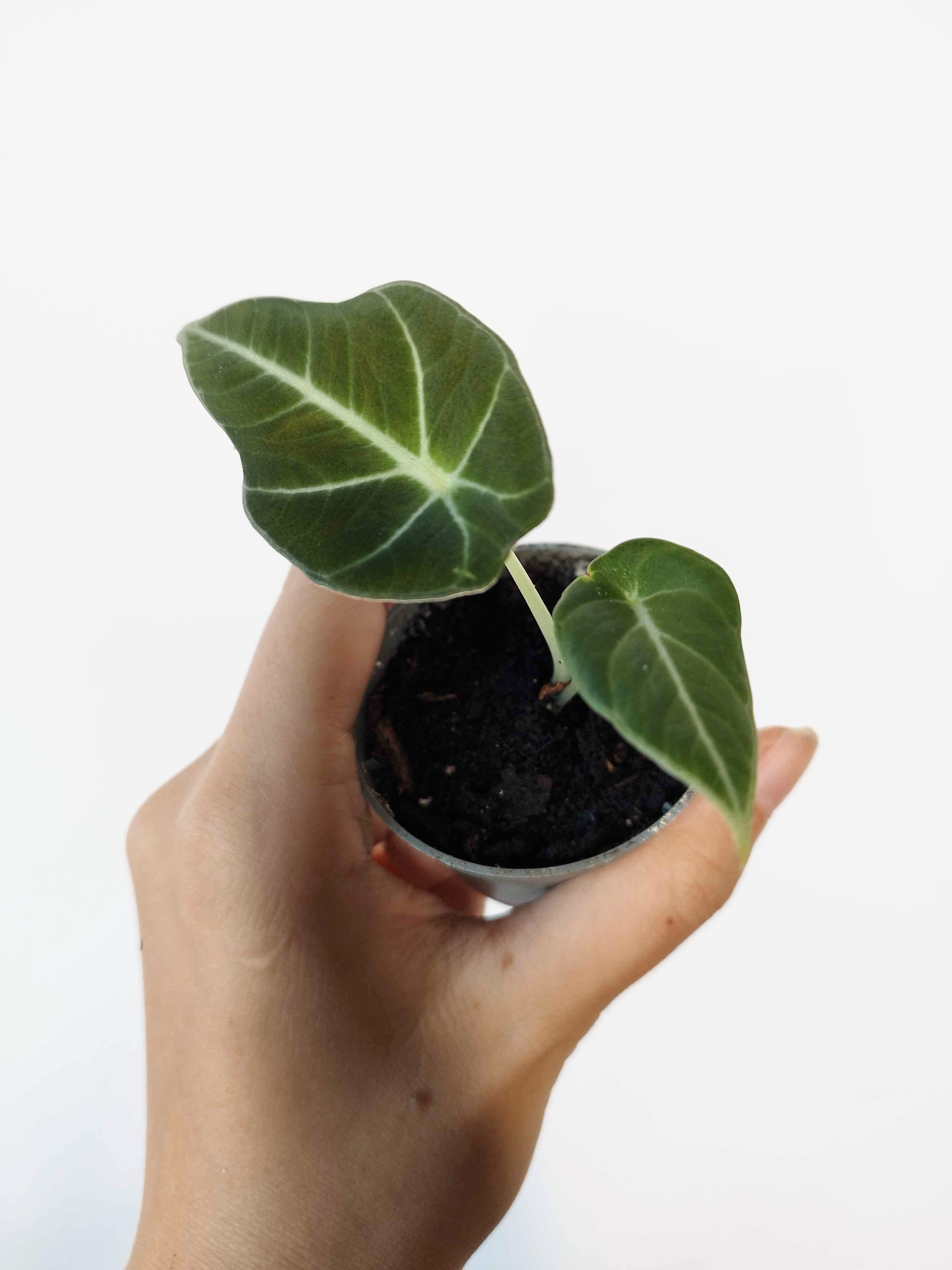 Alocasia reginula 'Black Velvet'