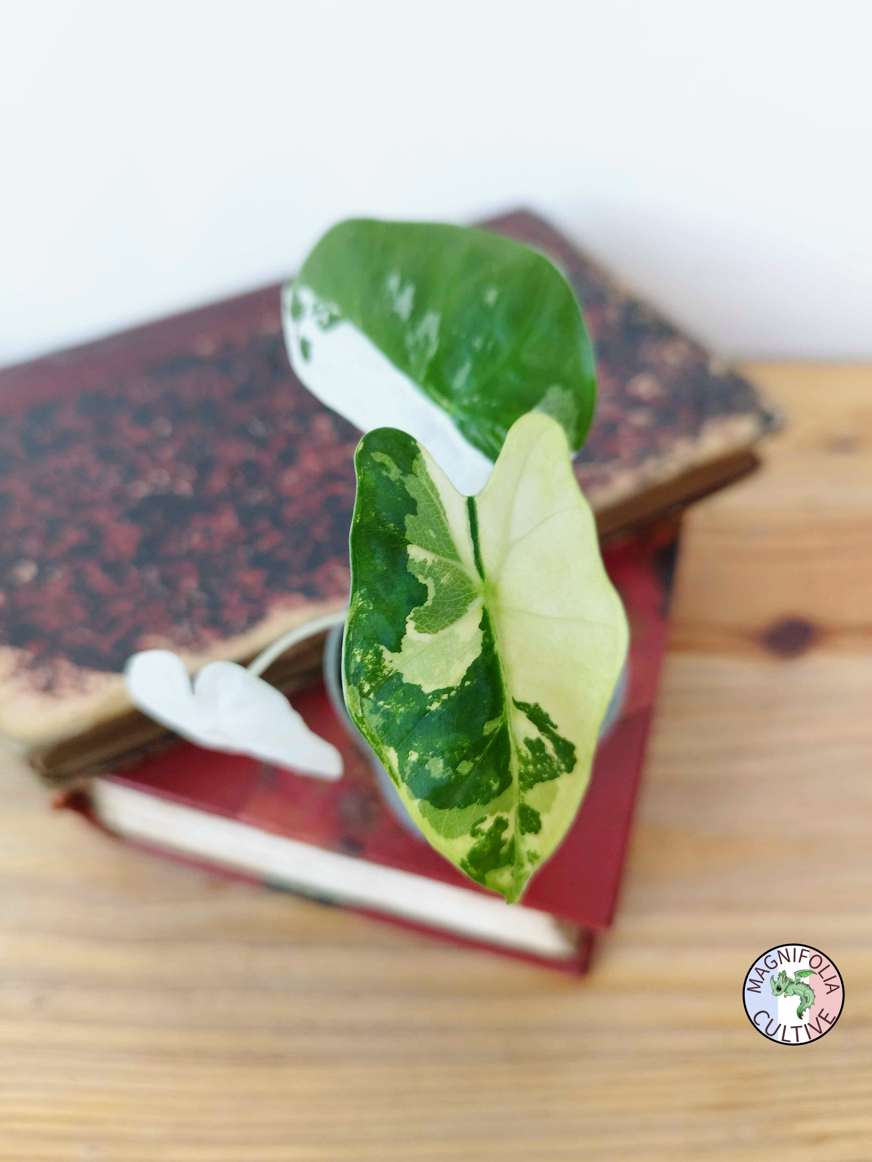 Alocasia micholitziana 'Frydek' Variegata
