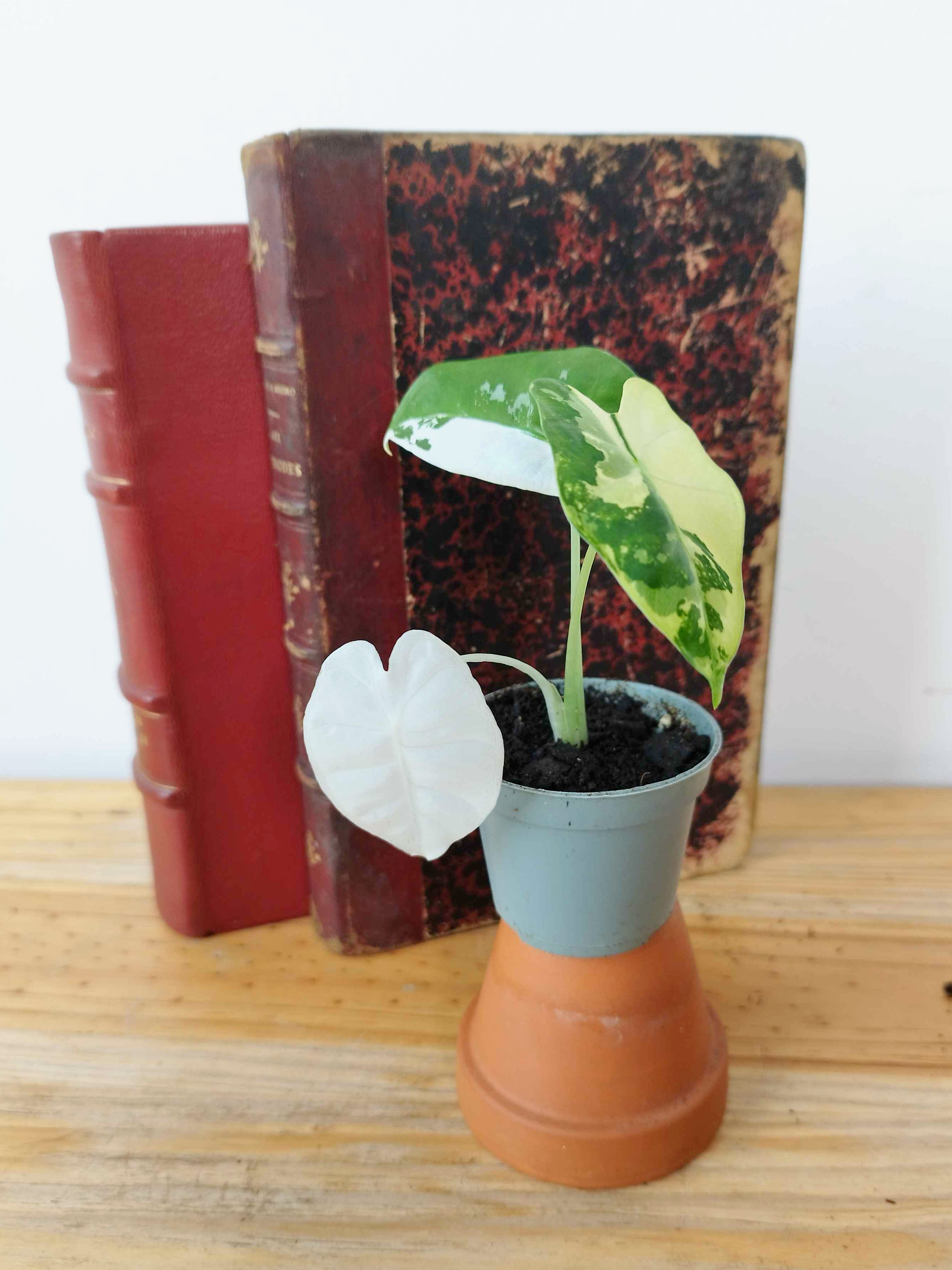 Alocasia micholitziana 'Frydek' Variegata
