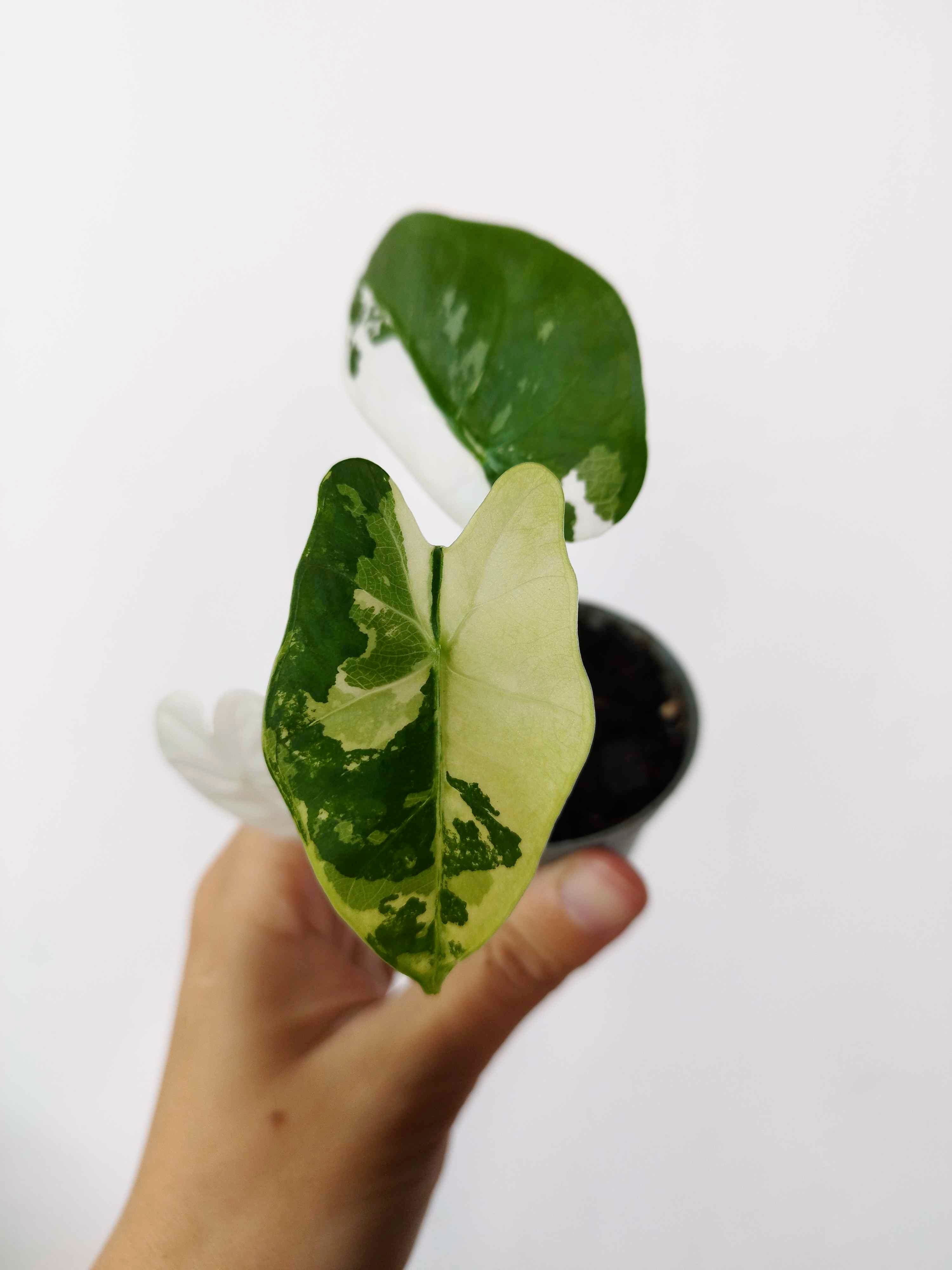 Alocasia micholitziana 'Frydek' Variegata