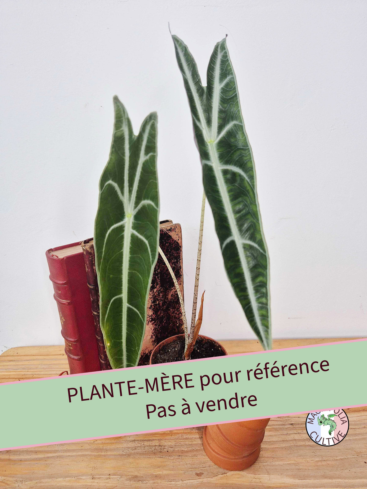 Alocasia longiloba