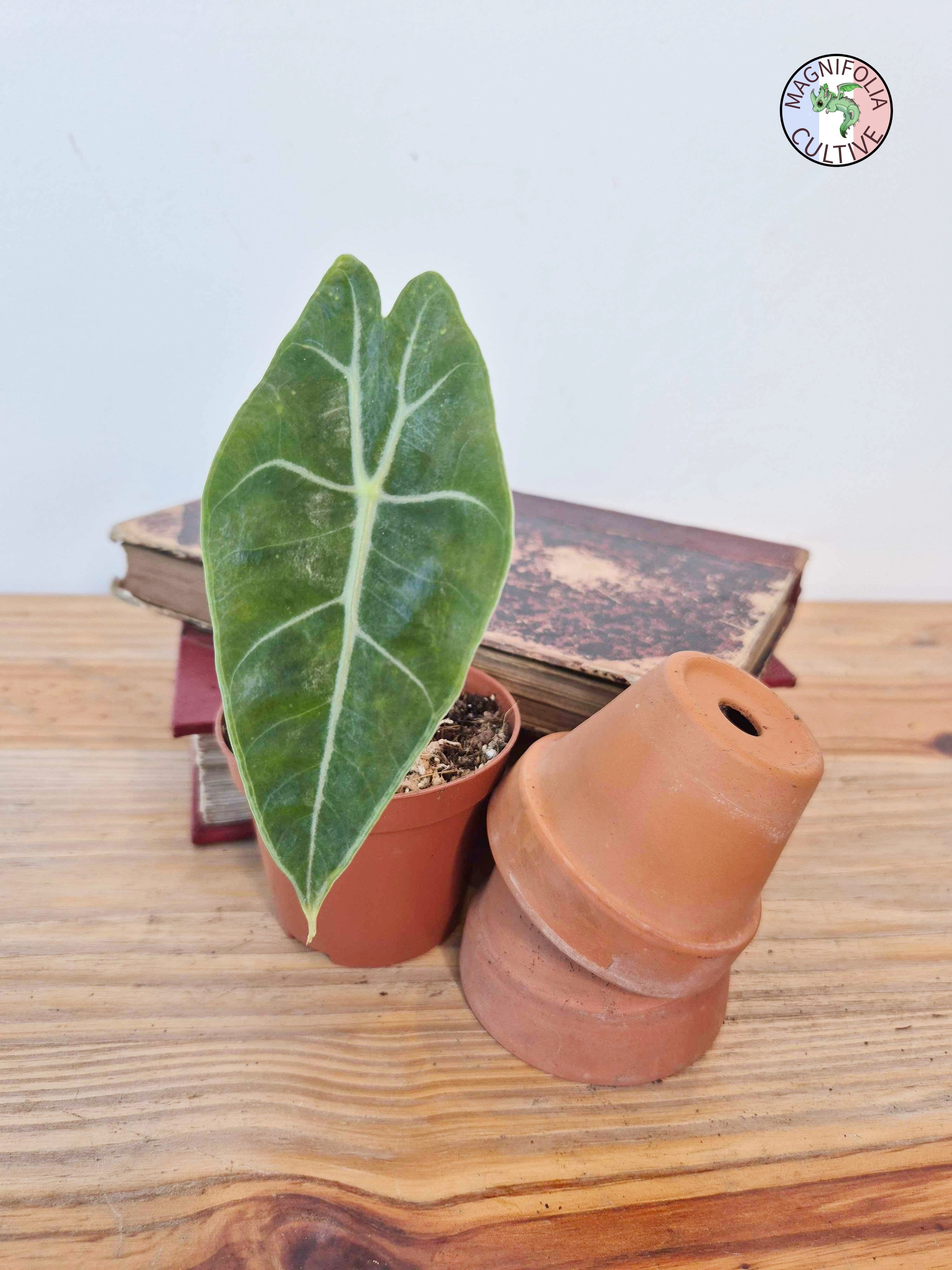 Alocasia longiloba