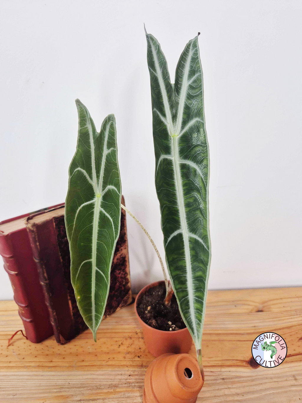 Alocasia longiloba