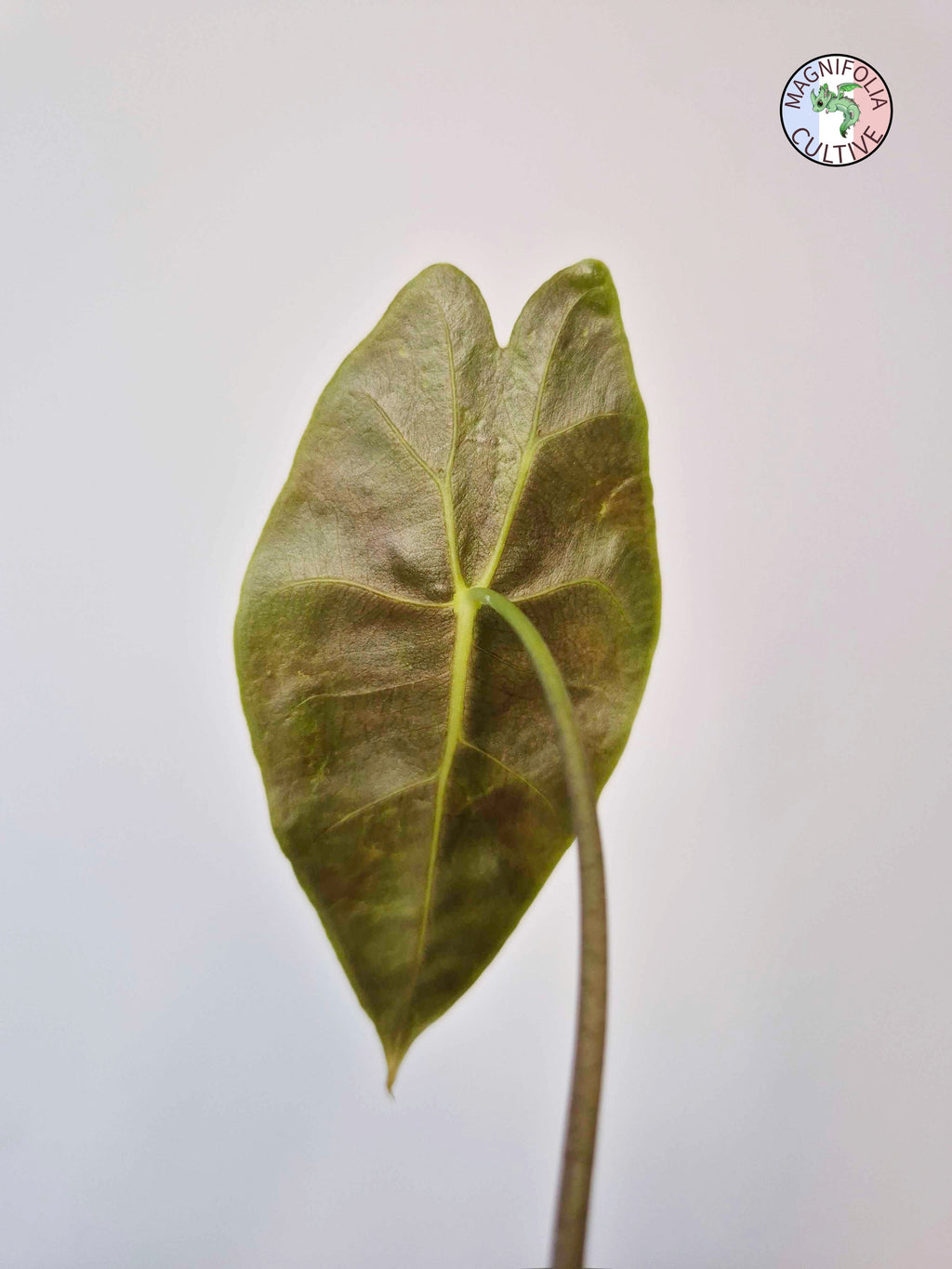 Alocasia longiloba