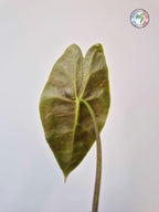 Alocasia longiloba
