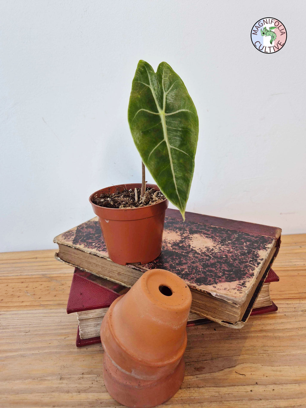 Alocasia longiloba