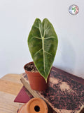 Alocasia longiloba