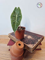 Alocasia longiloba
