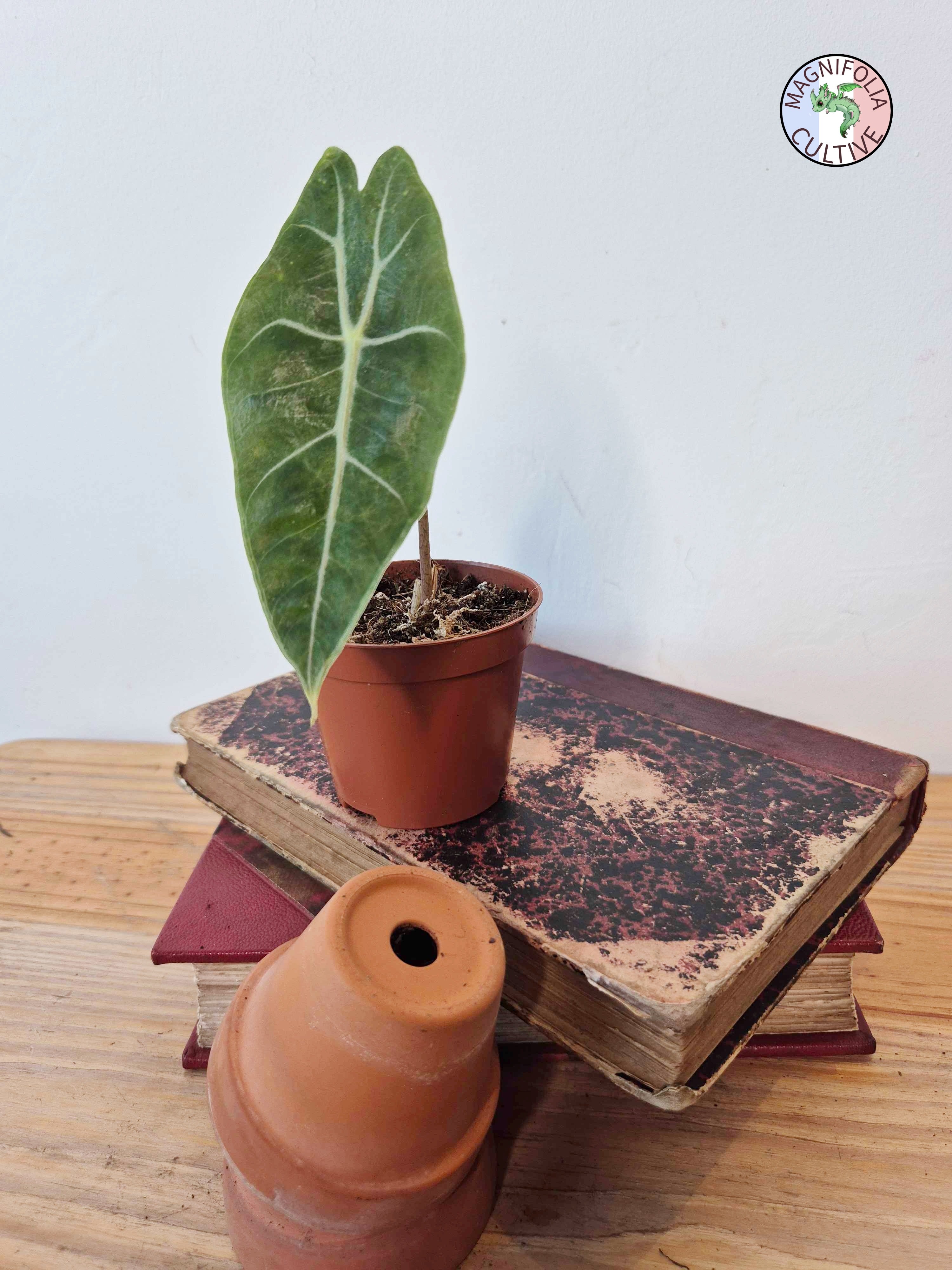 Alocasia longiloba