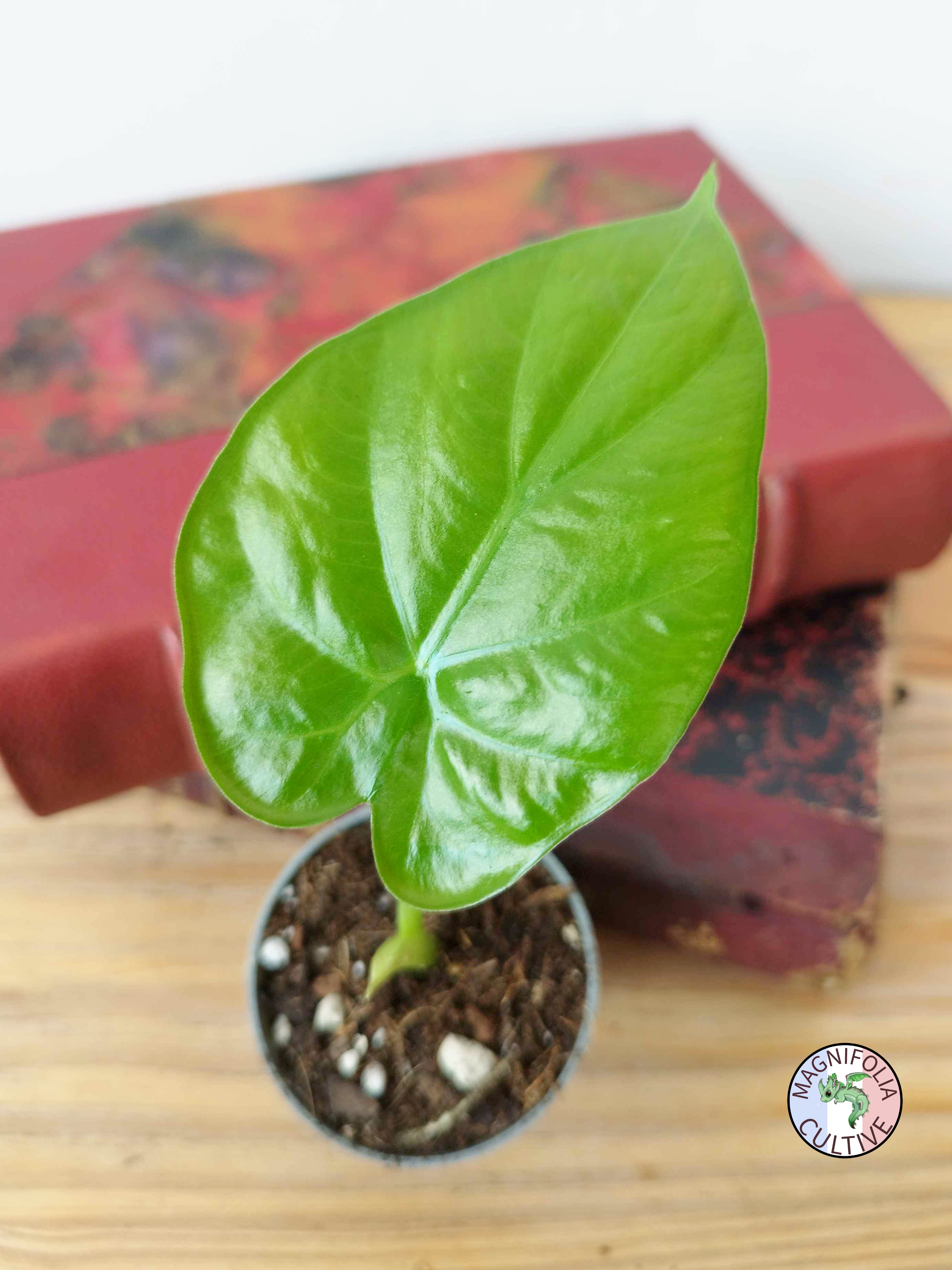 Alocasia macrorrhizos