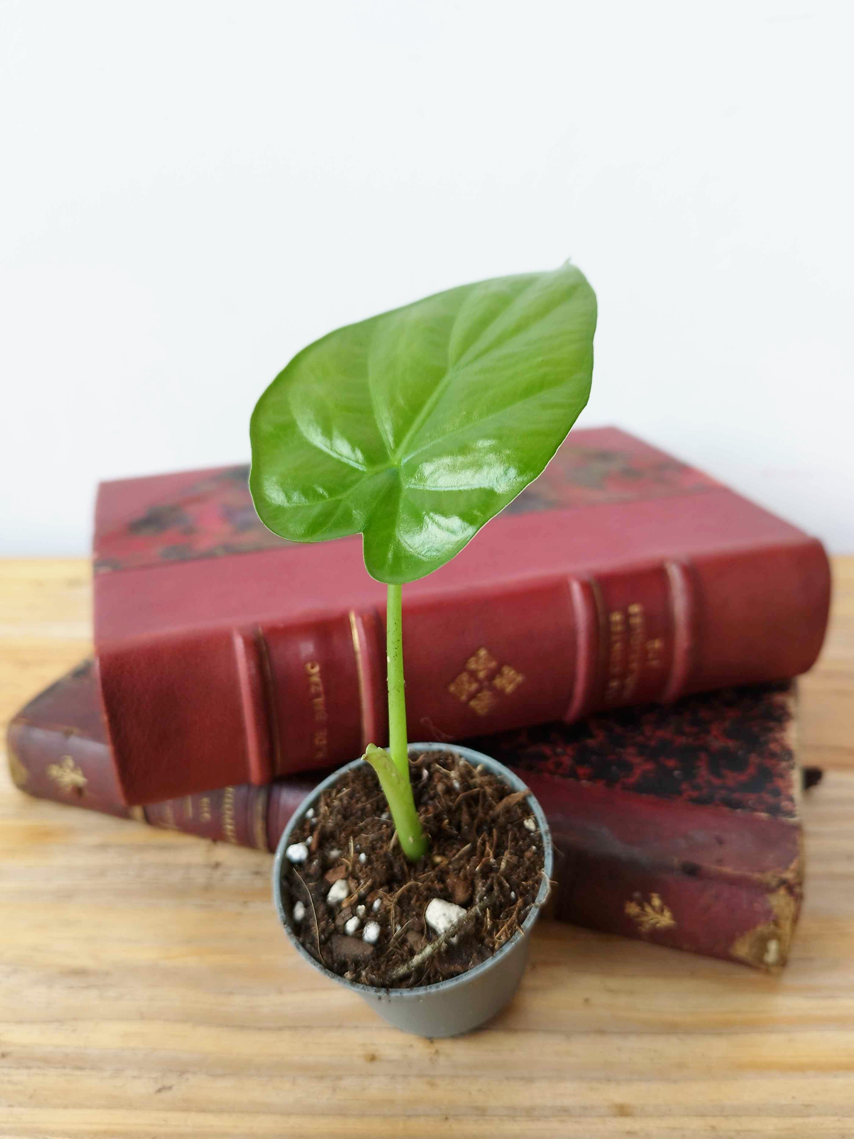 Alocasia macrorrhizos
