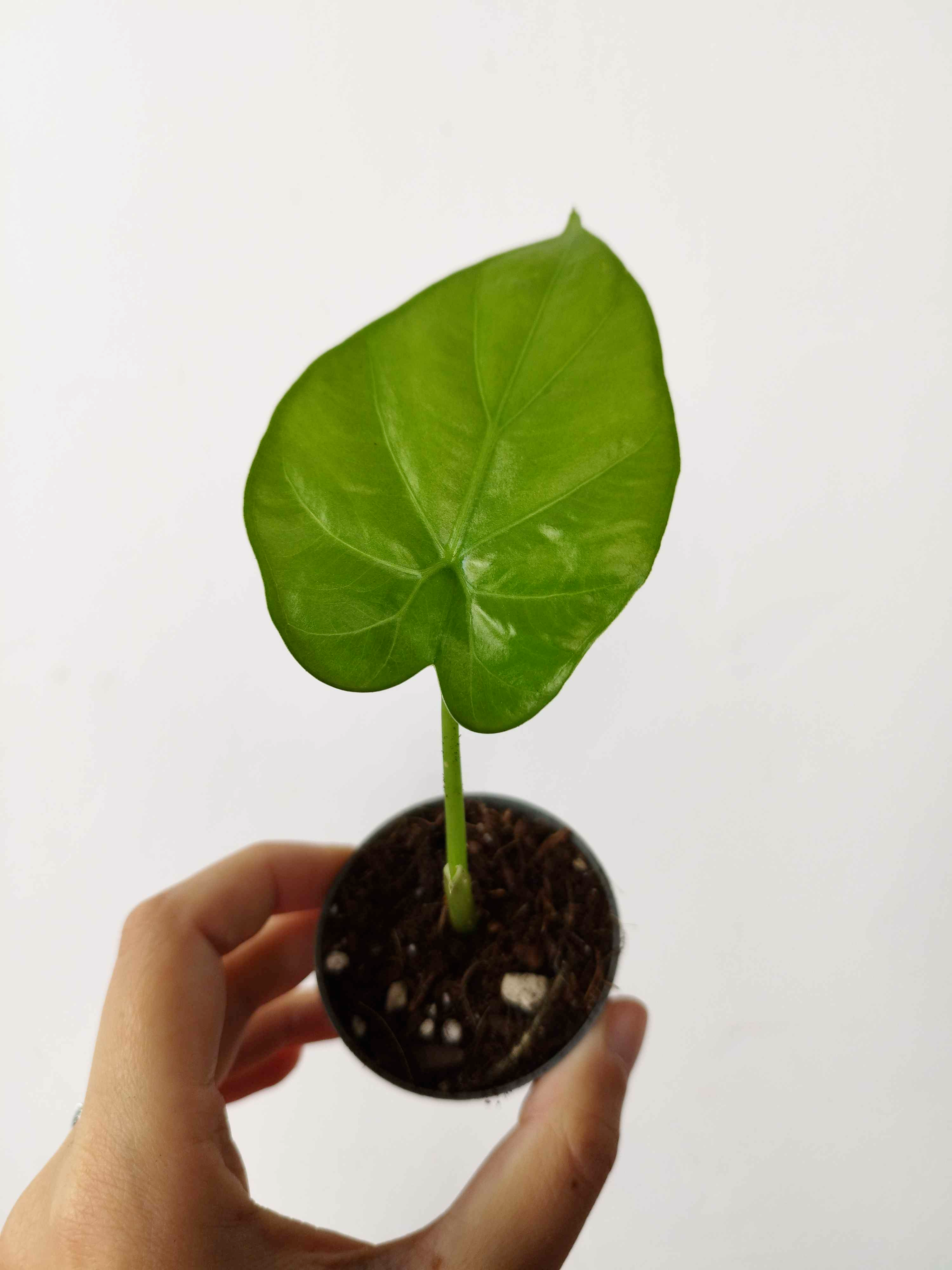 Alocasia macrorrhizos