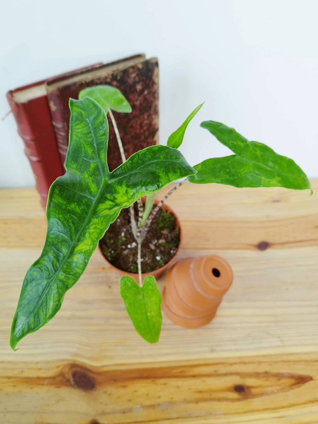 Alocasia zebrina Reticulata