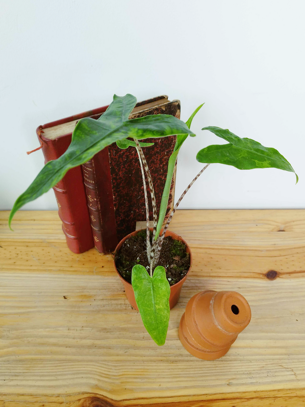 Alocasia zebrina Reticulata