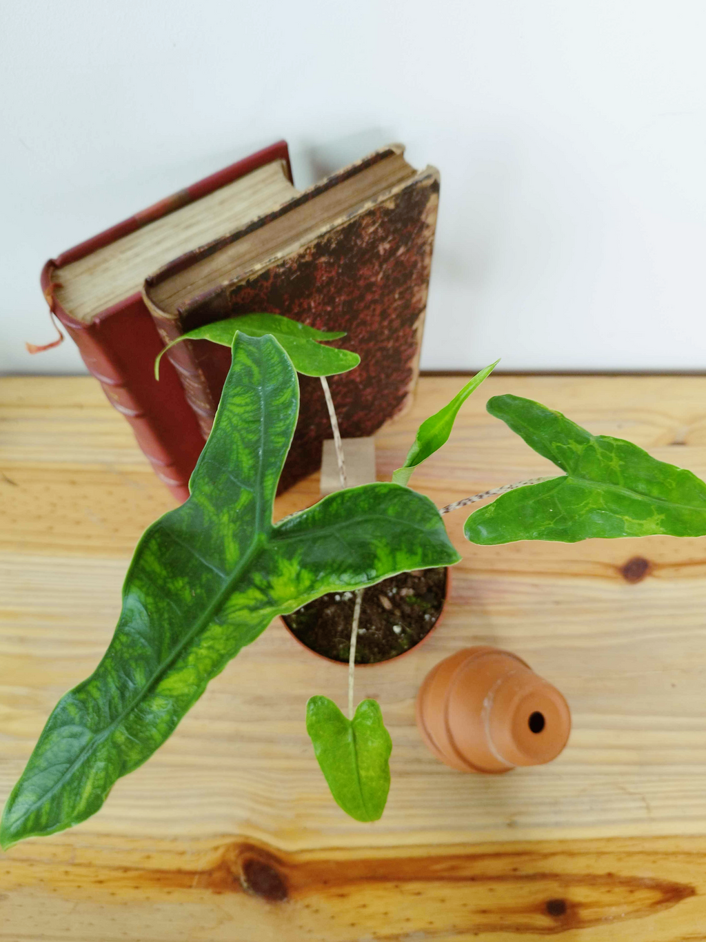 Alocasia zebrina Reticulata