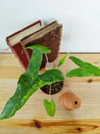 Alocasia zebrina Reticulata