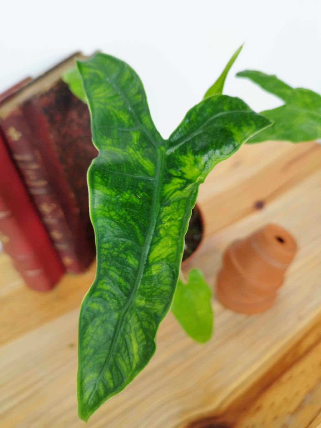Alocasia zebrina Reticulata