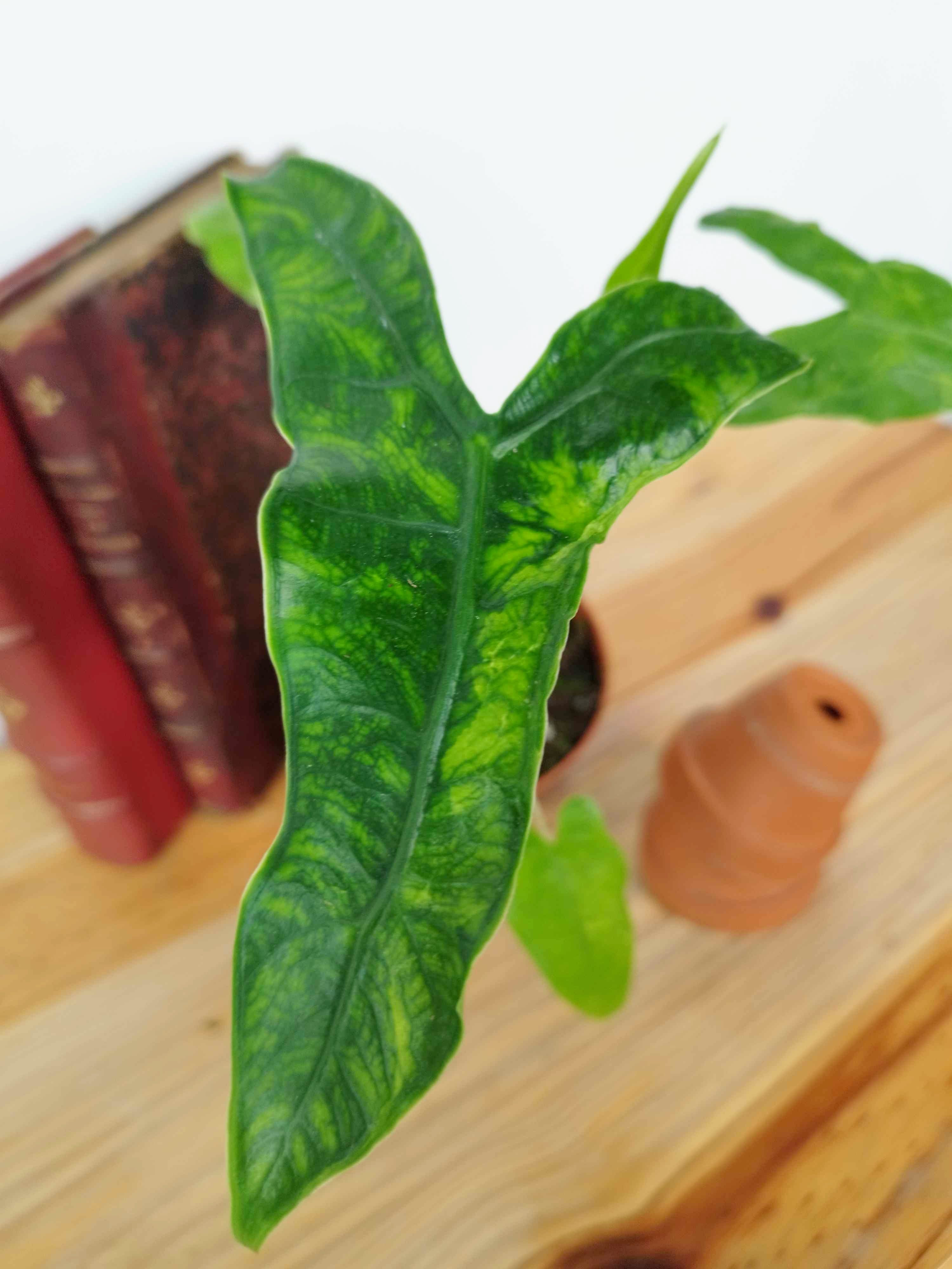 Alocasia zebrina Reticulata