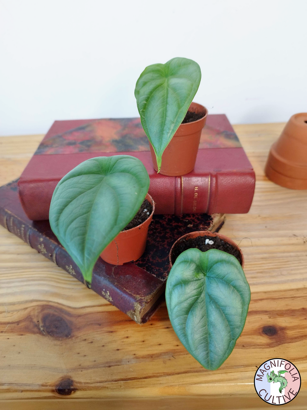 Alocasia baginda 'Silver Dragon'