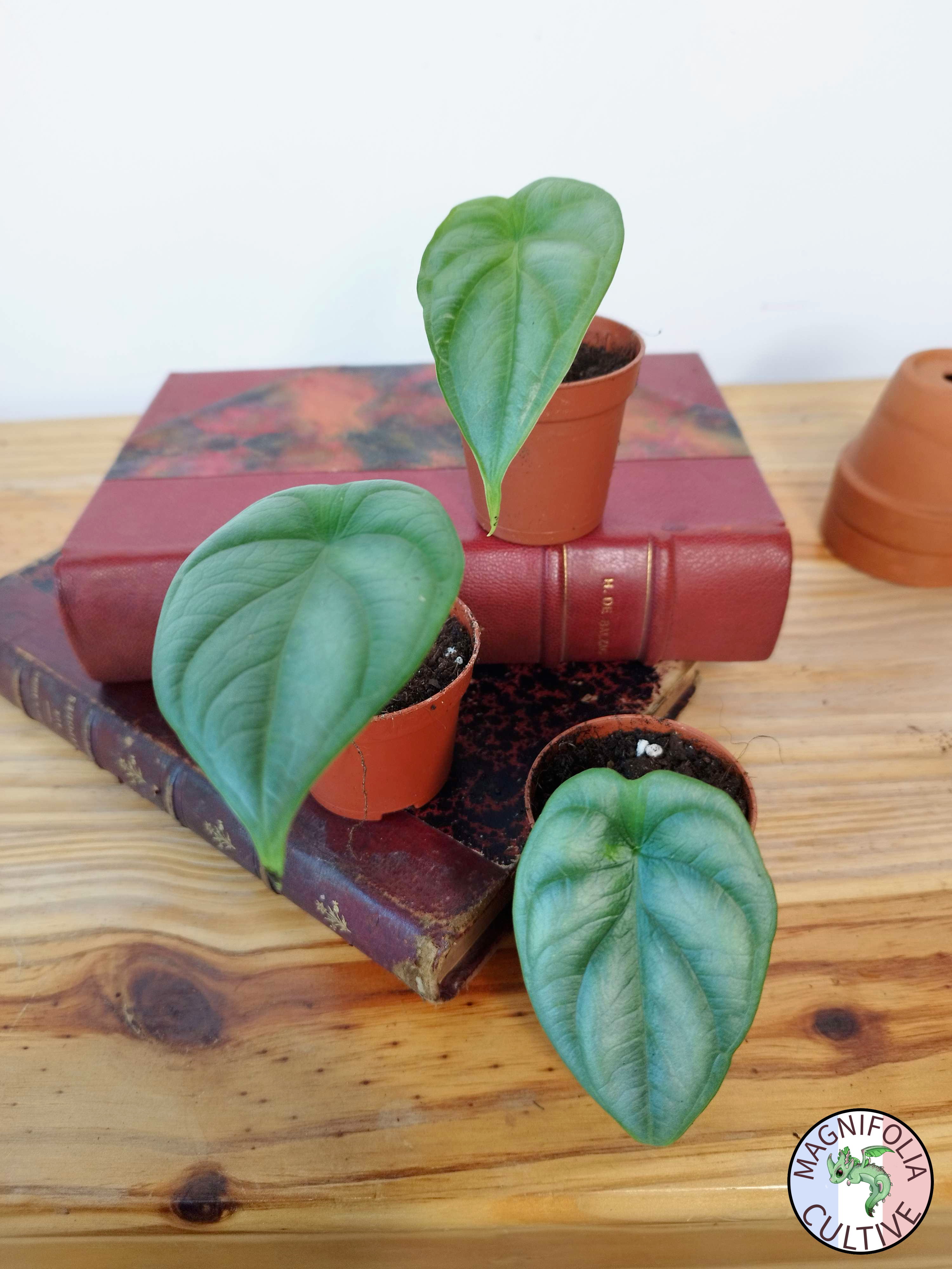 Alocasia baginda 'Silver Dragon'