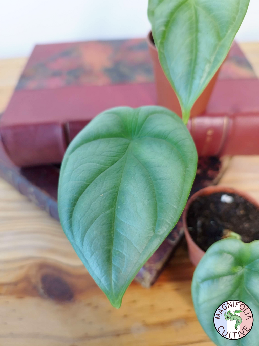 Alocasia baginda 'Silver Dragon'