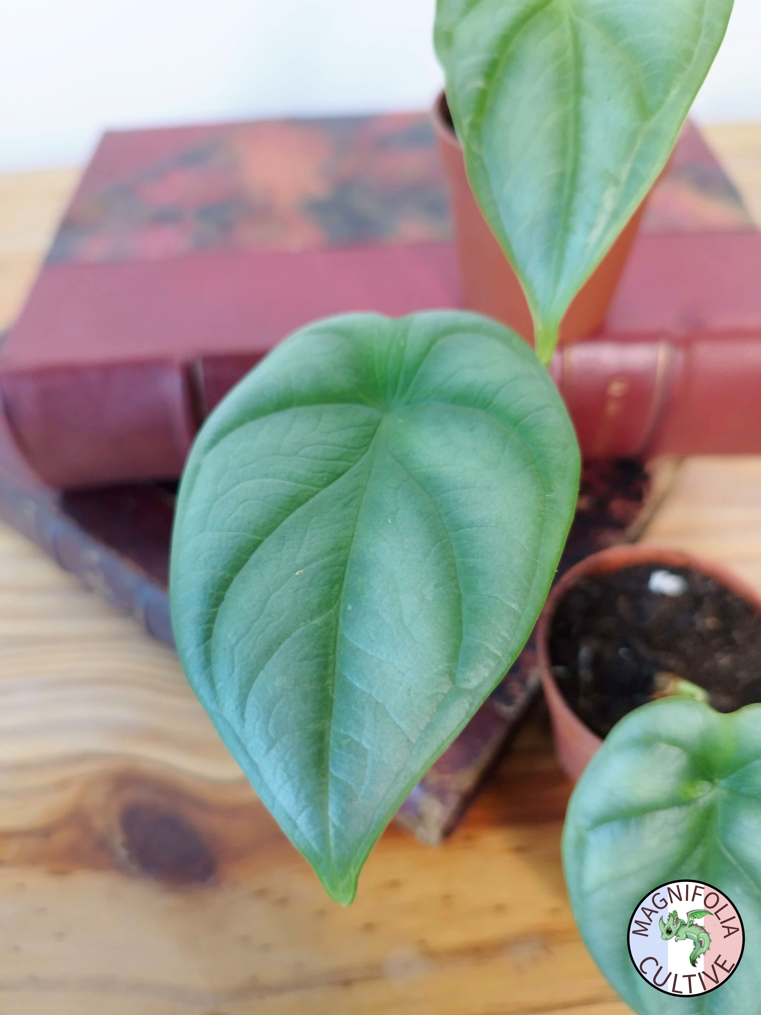 Alocasia baginda 'Silver Dragon'