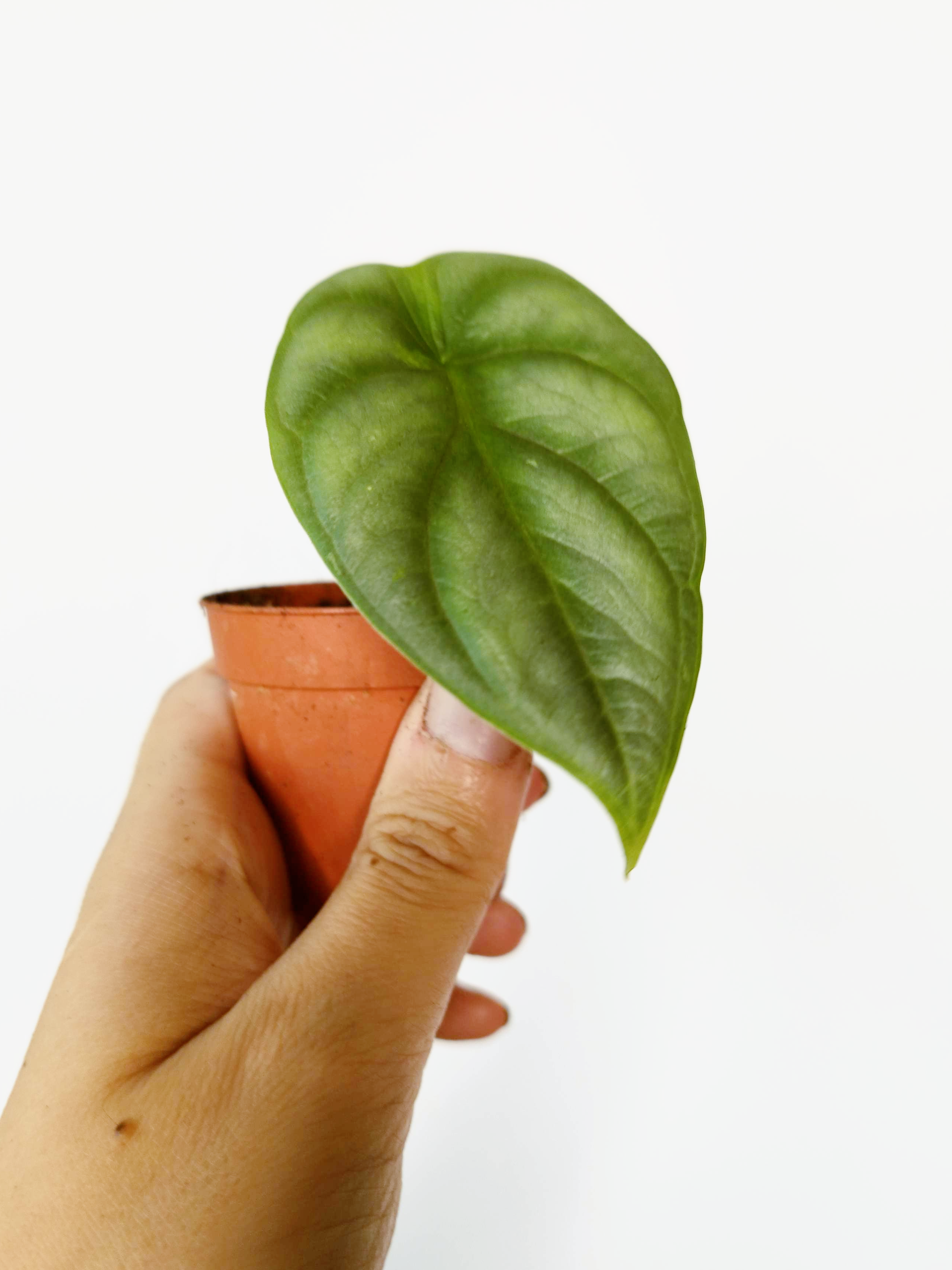 Alocasia baginda 'Silver Dragon'
