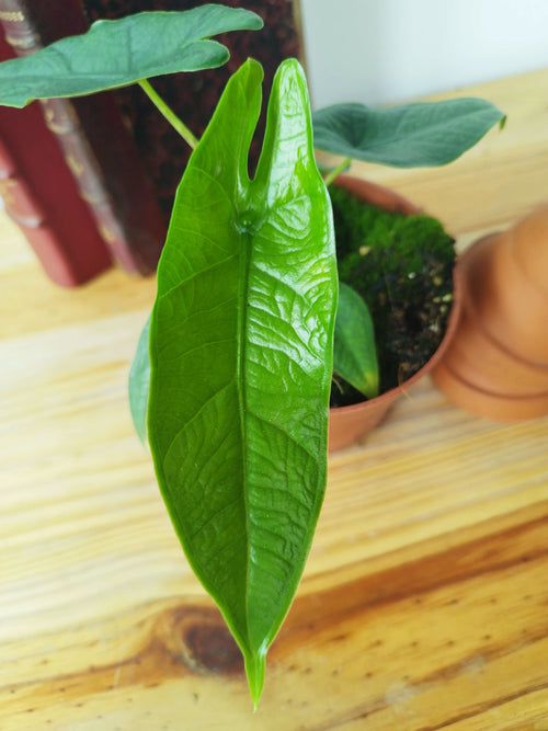 Alocasia 'Sulawesi Green Carpet'