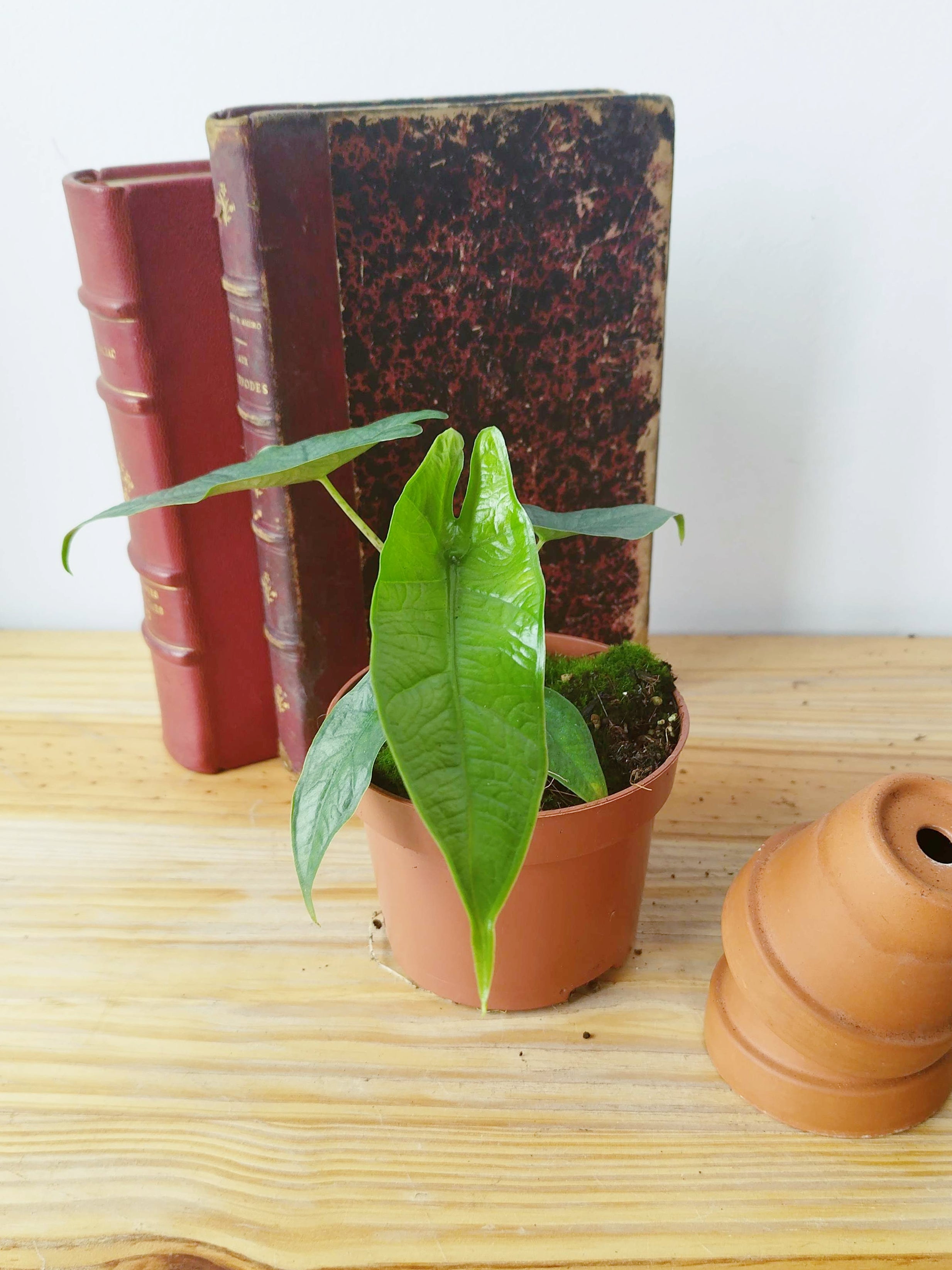 Alocasia 'Sulawesi Green Carpet'
