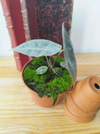 Alocasia longiloba Silver