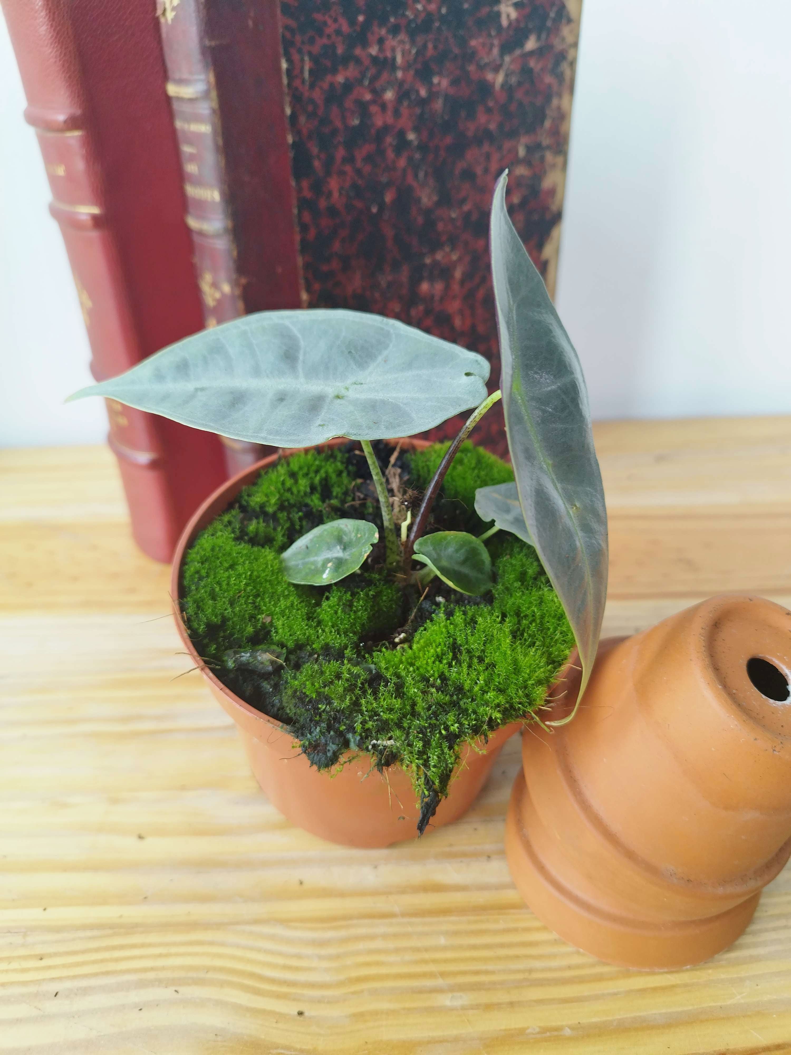 Alocasia longiloba Silver