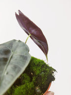 Alocasia longiloba Silver