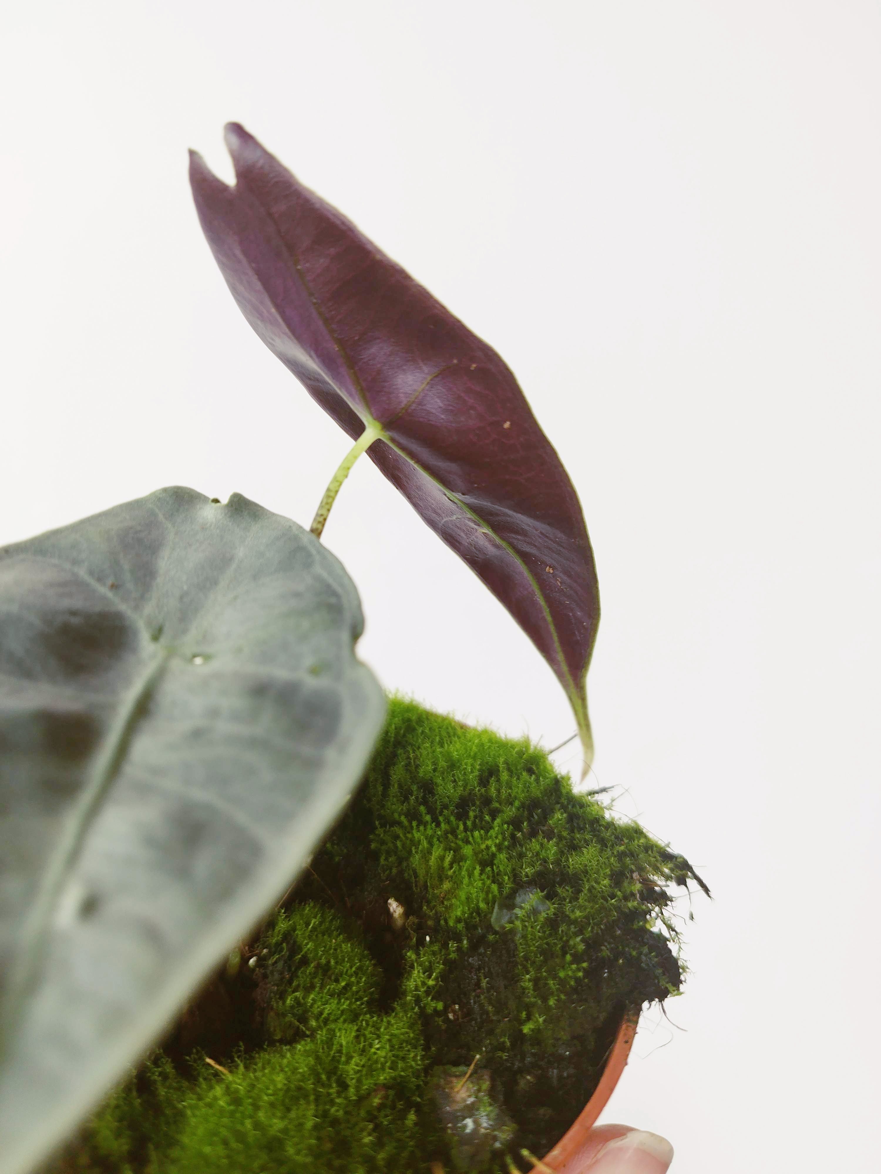 Alocasia longiloba Silver