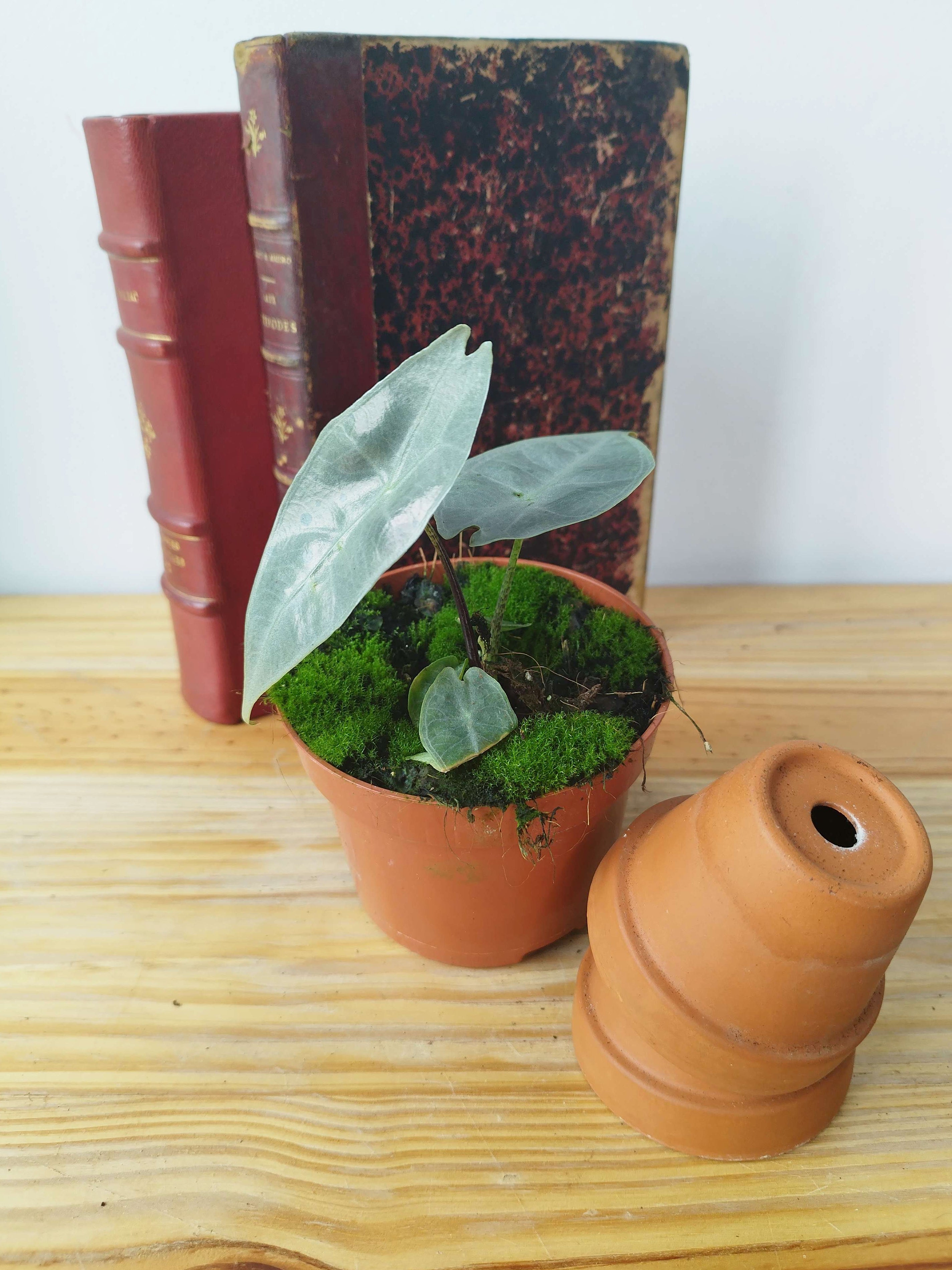 Alocasia longiloba Silver
