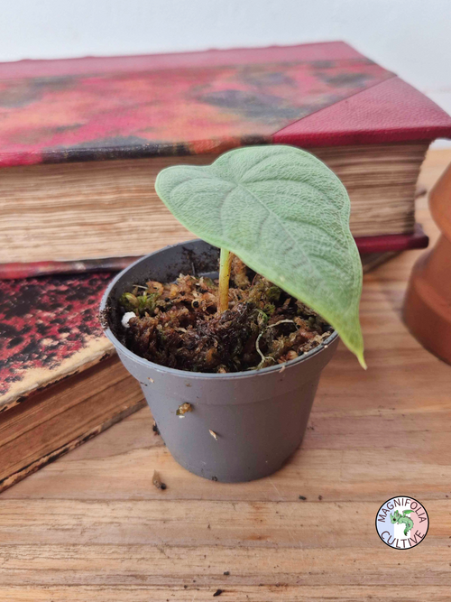 Alocasia melo