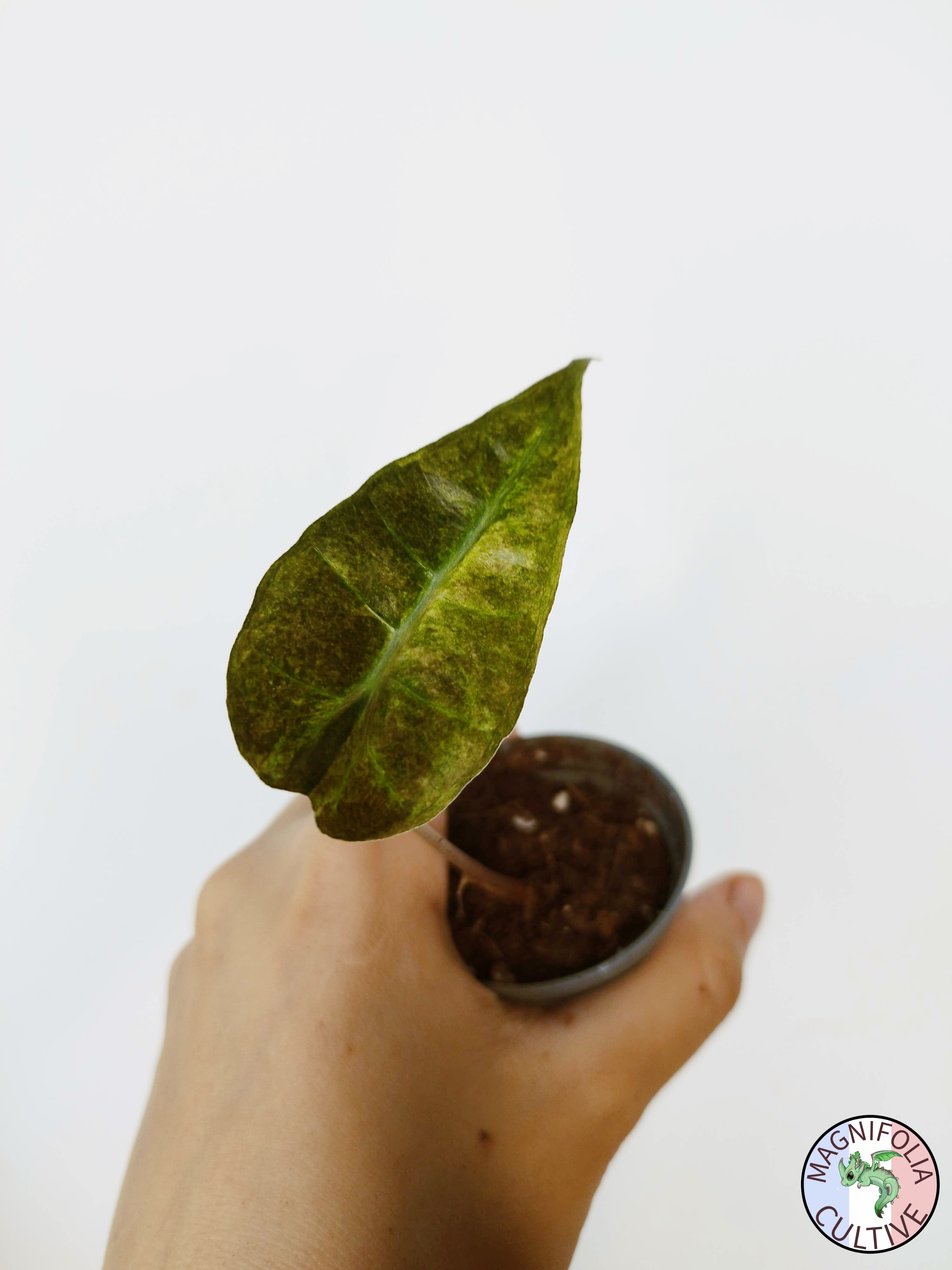 Alocasia amazonica 'Polly' Yellow Variegata