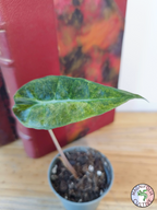 Alocasia amazonica 'Polly' Yellow Variegata
